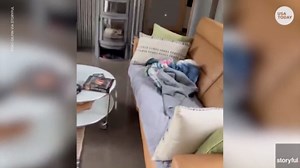 Courageous schnauzer won't back down from black bear at Minnesota home