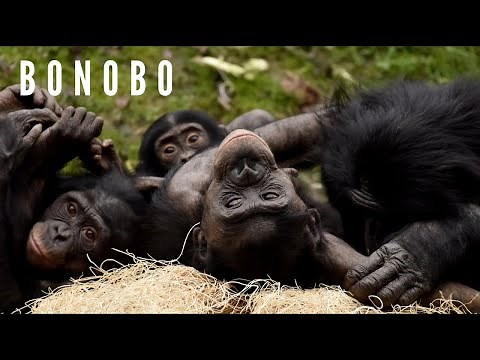 Bonobos - Another Neighbor of Humans