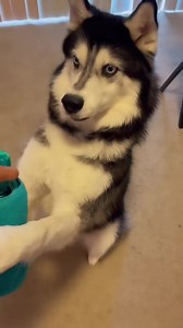 “Ancient Husky Melody” coming to the stage 🌟 #haikuthehusky #husky #fyp #viral #dog | Haiku The Husky