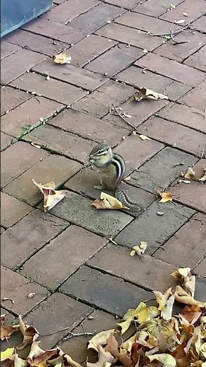 Eastern Chipmunk "CHIRPING" Eating MAPLE TREE Seeds #nature #chipmunk #wildlife #video #shorts #wow