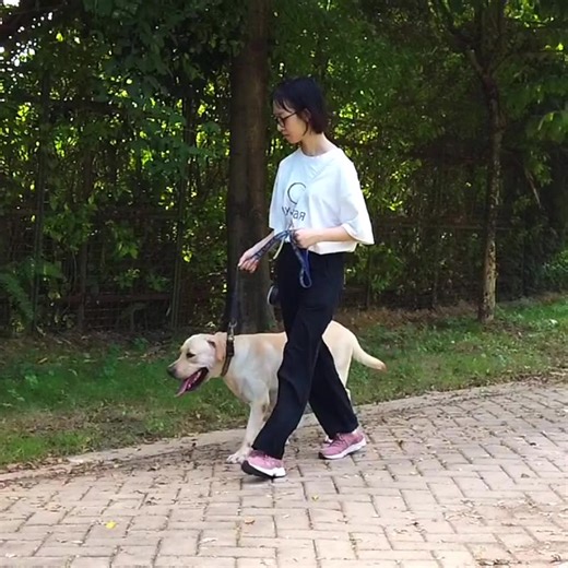 Pet Poop Picker Plastic Folding Pet Pooper Scooper With Bags