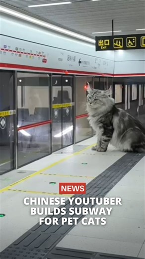 Chinese YouTuber Xing Zhilei recently went viral after building a miniature subway system for his pet cats. In a video on his channel 'Xing's World', he showcased the working train, complete with an escalator and platform doors, as his cats tried it out. The video has since garnered 199K views, with fans praising his creativity and effort. #news #malaysia #cats #breaking | The Smart Local Malaysia