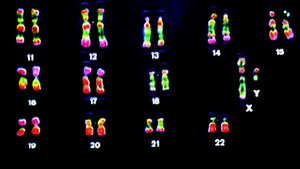 The Helpless Y Chromosome