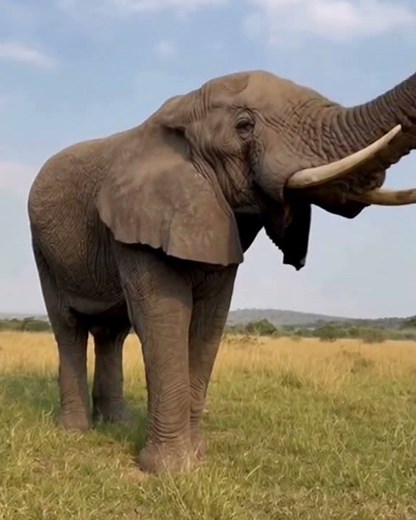 Elephant Sound 🐘| What Sound Does an Elephant Make? Elephant Trumpet Sound | Elephant Sound for Kids
