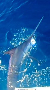 7.7K views · 297 reactions | Finding more go pro clips from my Abidjan trip with Capt @stephane_millez mate Alex, Bruno and Bafama. One of the bigger fish most of them bill hooked this place does not disappoint #marlin #bluemarlin #billfish #catchandrelease #bigfish #sportfishing #biggamefishing #offshorefishing #careychenart #careychen #fishing | Carey Chen Art | Facebook