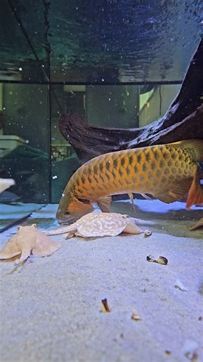 1K reactions · 44 shares | Feeding time on the monster fish mega...