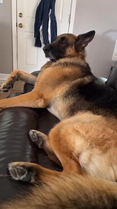 10K views · 10K reactions | These two 殺 #cute #friend #friends #bestfriends #love #kiss #kisses #cute #gsd #dog #germanshepherd | Fluffbutt Remy | Facebook