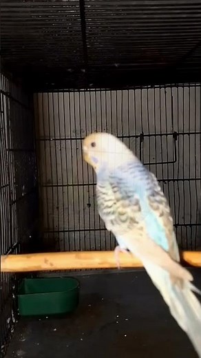 Active Blue Budgie in the Cage | #BudgieLoveNest