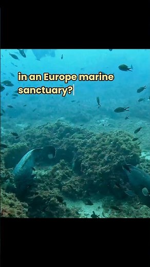 A true underwater sanctuary - Tabarca!