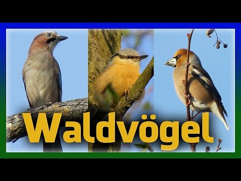 Aussehen, Gesang und Rufe heimischer Singvögel in unseren Wäldern