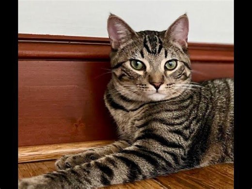 Episode 3072 CWSA - The Scott Adams School 01/14/26 | Mark Schneider