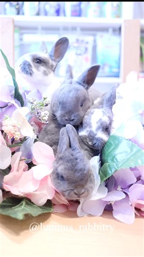 え、まだいる!? 紫陽花の中から赤ちゃんうさぎさん🐇💗