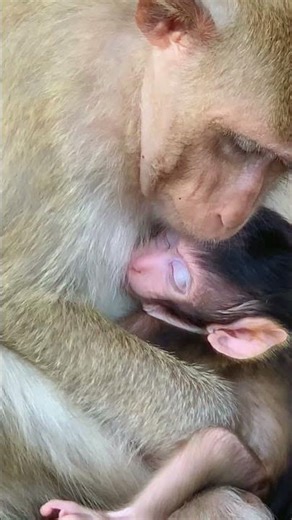#monkey #babymonkey