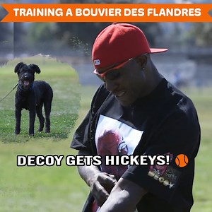 15K views · 302 reactions | Meet Bouvier Chief, A Protection Dog! | Dogumentary TV | Facebook