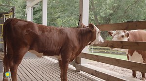 12K views · 437 reactions | ❤️ Welcome, Willow! This "udderly" adorable 10-month-old Hereford calf arrived at the Kids' Farm this week. She's been getting up to some "amoosing" antics with our 16-year-old Hereford heifer Rose  and 1-year-old female Holstein calf, Magnolia, at the barnyard habitat.  Come meet them all! LEARN MORE: https://s.si.edu/2TAZz0H. | Smithsonian’s National Zoo and Conservation Biology Institute | Facebook