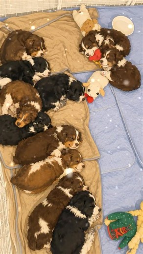 Nobody Was Ready for THIS Many Puppies 😳🐶 #shorts #viralvideo #puppy #dog