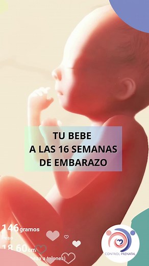 Desarrollo Fetal: Semana 16 de Embarazo