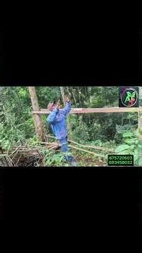 installation de ruche quelques conditions à respecter 👌 #apicultura #dibombari #nature