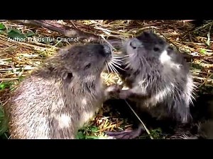 The Nutria (Coypu) Attack