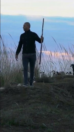 Australian Shepherd Difference types