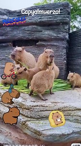 Capylovers!!! Bienvenidos!! #capybaracake #capybarafamily #capybaralovers #memes #capybara #CapyLover #StarsEverywhere #foryoupageシforyou | El Club del Capybara