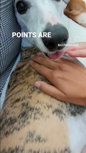 Why does my dog twitch? | Animal Massage