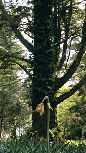 The Tree of Souls or “tree of life” in Avatar is Actually Real! #facts #tree #nature