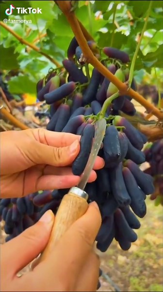 Exploring Moon Drops Grape Variety in Agriculture