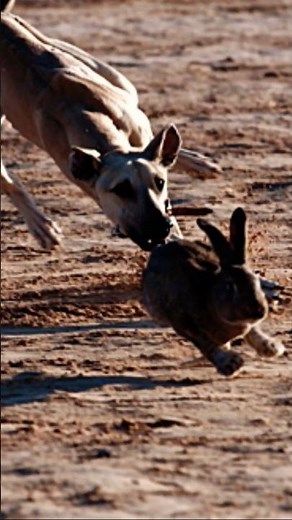 Super Speed Coursing Dog | Hare Hunting with Tazi Dogs #dog