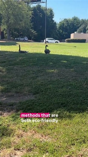 We Solve Canada Goose problems can quickly