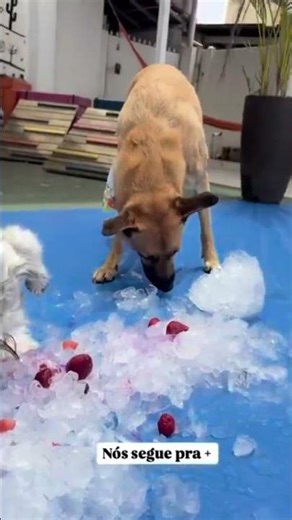 Atividade refrescante vira sucesso no calorão