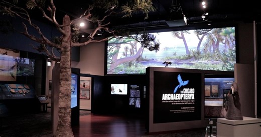 Chicago Archaeopteryx Exhibit Opens at the Field Museum