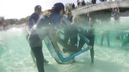 Thailand releases endangered leopard sharks in conservation push