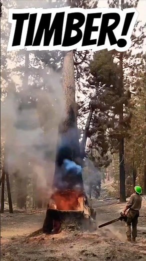 The DEADLIEST Dangers Loggers Face Daily