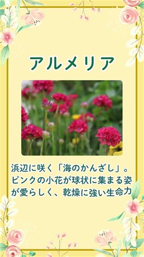 3月2日の誕生花は「アルメリア」。小さな花が集まって、一つの丸い形を作るその姿はまるで大切な人との「絆」を象徴しているよう。 #誕生花 #癒しの言葉 #アルメリア