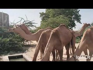 Golden” Official Lyric Video | KPop Demon Hunters | Sony Animation