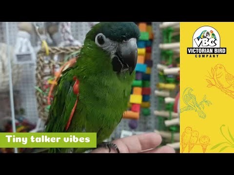 Sweet Male Hahn's Macaw | Victorian Bird Co Ferntree Gully