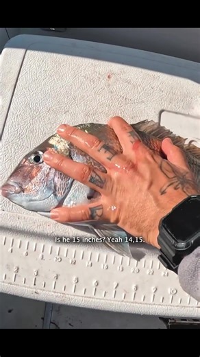 Scup Fishing on the Cape: Tips for a Successful Catch