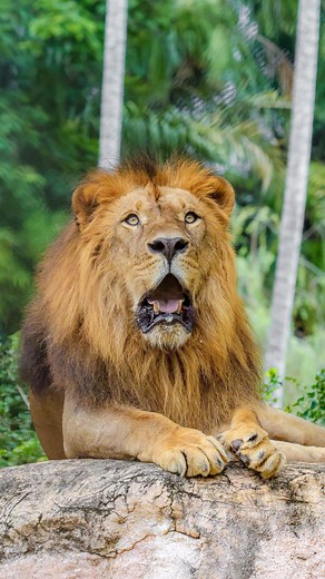 Breakfast time for Lion pride🦁🥩 Lions can eat a LOT! Male lions will eat an average of 7kgs of food a day and lionesses 4.5kgs. Both are capable of eating up to 15% of their body weight during just one meal! #Lion #BaliZoo #ExploreBaliZoo #Bali | BALI ZOO