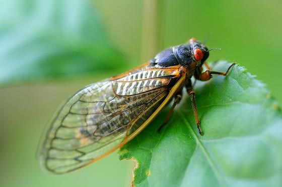 How cicadas produce one of the loudest sounds in the animal kingdom