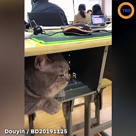 Ce chat en salle de classe reste bien sage !