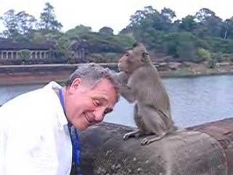 monkey eating fleas