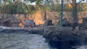 Hippos gone wild! | Cincinnati Zoo & Botanical Garden