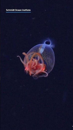 Colossal squid captured live on video for first time since its discovery| NBC 7 San Diego