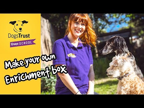 Digging deep! Create a quick and easy enrichment box | Dogs Trust