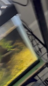 WHAT IS IN MY TORTOISE GREENHOUSE!? 😭🐢 | DanTheTurtleMan