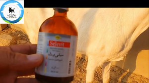 109K views · 2.2K reactions | Selenium and vitamin E for ✅goats Full video link  https://youtu.be/FtvKIynfyR4?si=-7lJKt5ObTVpktpd | Rao Sahab Cattles Free Advice | Facebook