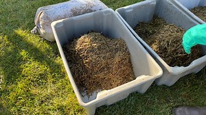 Wild rice seeding underway in Suamico
