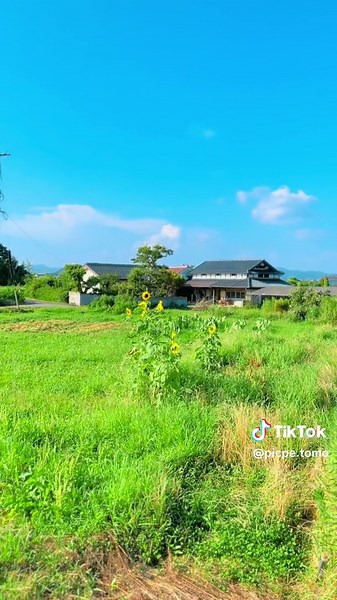 日本の夏風景動画: 油絵、スケッチ、デジタル画で描かれた美しい風景