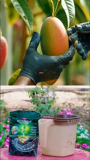 Micronutrients: The Secret to Stronger Plants 💪#mammalbonsai